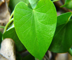 Giloy/Tinospora cordifolia