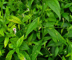 Kalmegh / Andrographis hoảng loạn