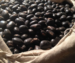 Hạt Kawanch/Mucuna pruriens