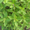Stevia / Stevia rebaudiana