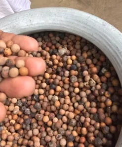 Hạt cây đàn hương trắng