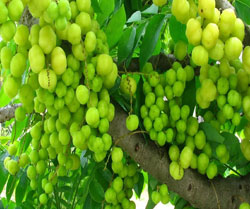 Amla/Phyllanthus emblica