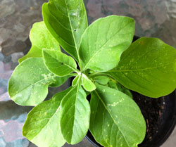 Ashwagandha/Withania somnifera