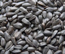 Hạt hướng dương đen