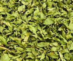 Heena / Lawsonia inermis