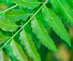 Neem/Azadirachta indica