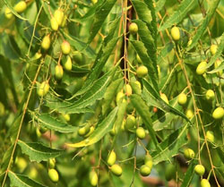 Neem/Azadirachta indica