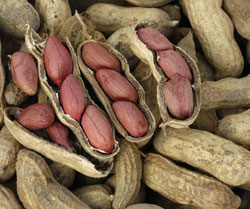 Đậu phộng (Lạc)