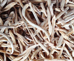 Musli an toàn/ Chlorophytum Borivilianum