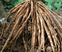 Shatavari/Măng tây racemosus