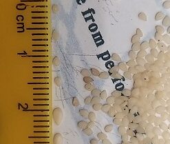 Hạt mè (vừng) đã tách vỏ